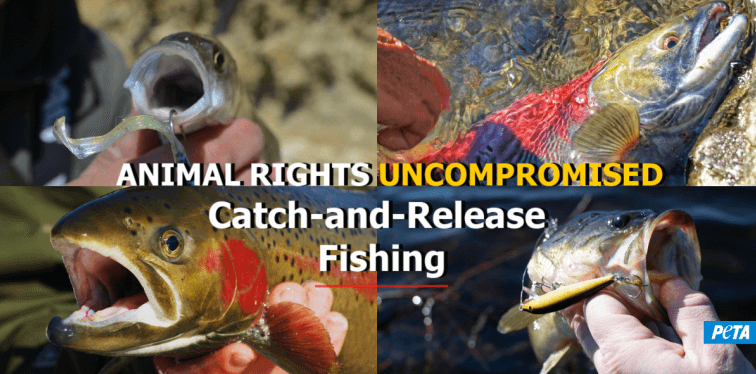 Catch and release is a practice within recreational fishing where after capture, often a fast measurement and weighing of the fish is performed.