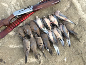 Hunting – 5 upland birds to target in California | Western Outdoor News
