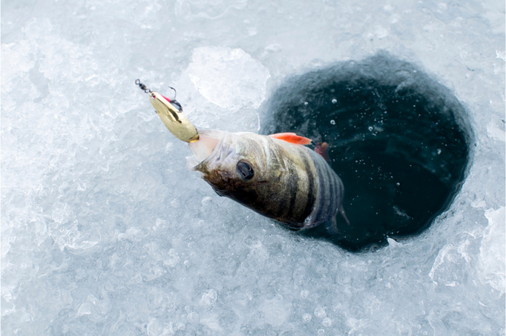 fish caught during ice fishing
