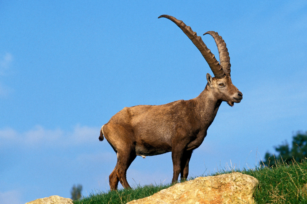 Ibex in Kyrgyzstan