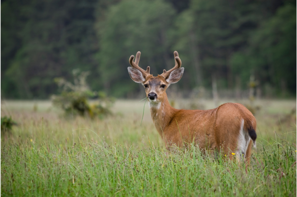 Sitka Blacktail deer in field