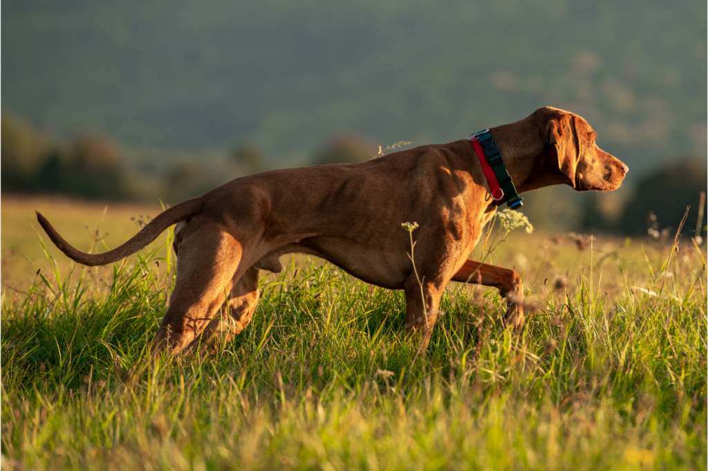 Hunting dog in point side view.