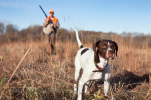 Hunting With Man’s Best Friend: A Comprehensive Guide to Hunting Dog Breeds