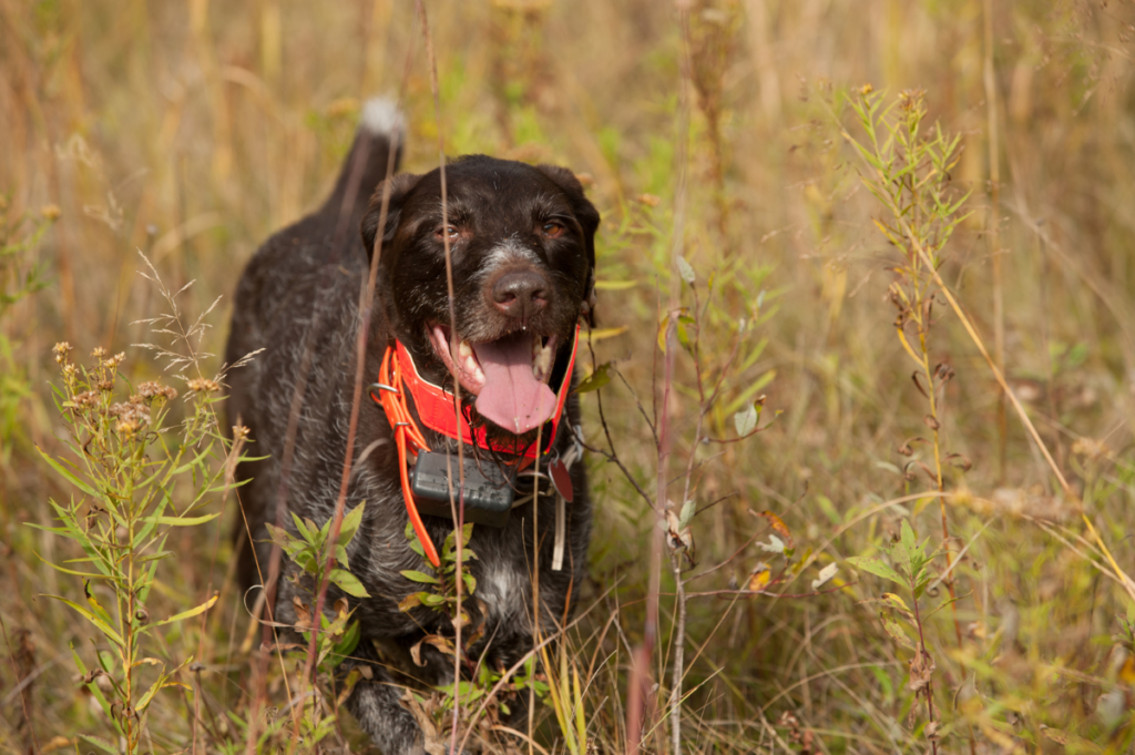 hunting dog with training device